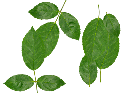 lush green leaves providing a sense of vitality, freshness, and natural beauty, perfect for botanical, environmental, and wellness themed projects