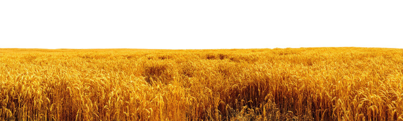 Golden wheat field under a dark sky (1)