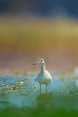 A delicate sandpiper wades through the calm wetlands of Keoladeo National Park, Rajasthan. Captured in soft light, the bird’s reflection and tranquil surroundings evoke serenity and natural grace.