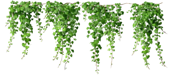 Lush green vines with small leaves cascading downwards