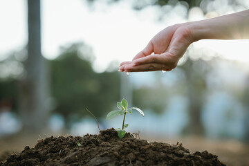 A hand watering a small green plant growing in soil, symbolizing care, growth, sustainability, and environmental protection.