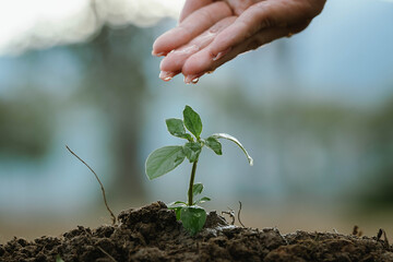 A hand watering a small green plant growing in soil, symbolizing care, growth, sustainability, and...
