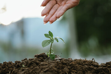 A hand watering a small green plant growing in soil, symbolizing care, growth, sustainability, and...
