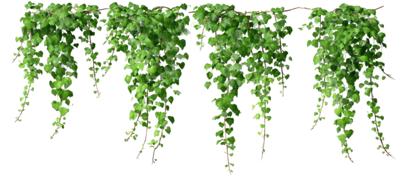 Lush green vines with small leaves cascading downwards