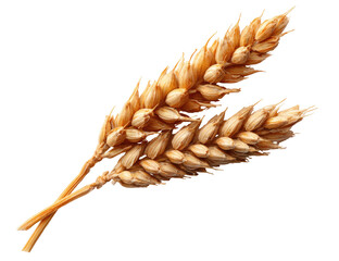 Two golden wheat stalks with seeds against a black background