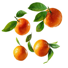 Four ripe, juicy citrus fruits adorned with vibrant green leaves