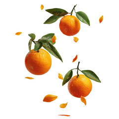 Three citrus fruits with leaves and falling petals, isolated