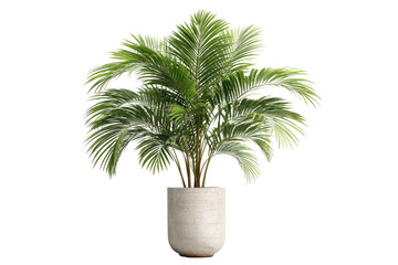 Obraz premium Lush green palm tree in a simple concrete pot, isolated on black
