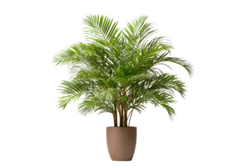 Lush green potted plant with feathery fronds on a dark background