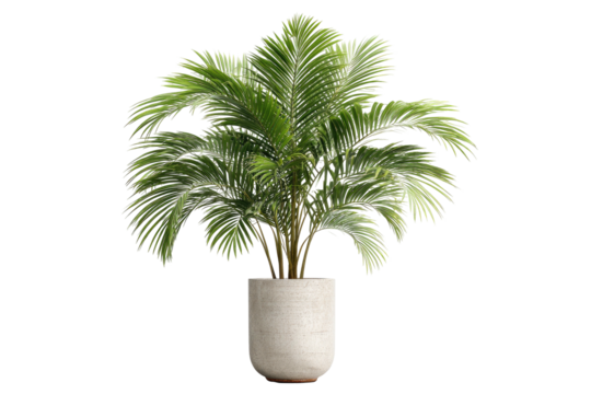 Lush green palm tree in a simple concrete pot, isolated on black