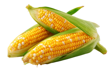corn on a white background