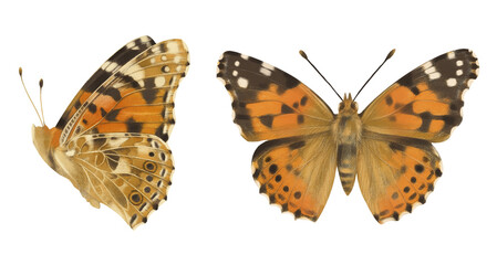 Butterfly Vanessa Cardui, Butterflu Realistic Illustration Isolated – Detailed Entomology Clipart for Nature, Floral and Botanical Designs