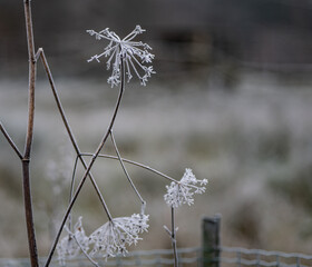 autumn plant in frost in winter
