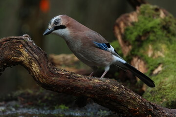 blue jay on a branch