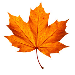 Fototapeta premium Detailed close up of a vibrant orange maple leaf isolated on transparent background