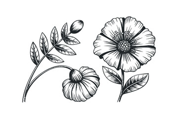 Fototapeta premium Black and White Line Drawing of Poppy Flower and Seed Pod