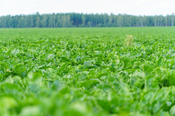 Sugar beet grows in rows on plantations. Agricultural industry. Beet cultivation for sugar production.