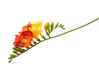Vibrant orange and yellow freesia flowers branch with green buds isolated on transparent background