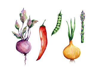 Vegetables hand drawn illustration set isolated on transparent background. Botanical clip art collection. Watercolor garden plants cliparts set.