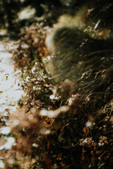 water flowing in the forest