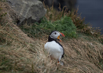 Atlantic puffin on rocks in Iceland