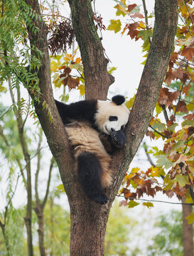 One giant panda baby sleeping on the tree