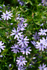 Creeping Phlox flowers - Latin name - Phlox subulata Fabulous Blue Dark Centre