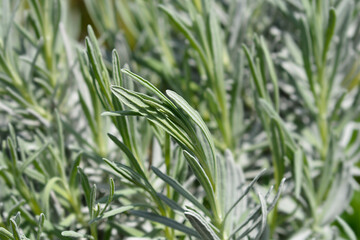 Common lavender leaves - Latin name - Lavandula angustifolia