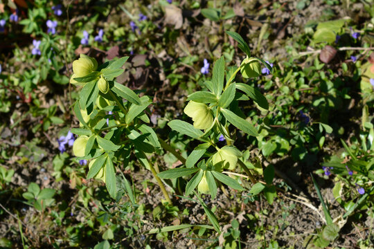 Early green hellebore flowers - Latin name - Helleborus multifidus