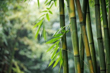 Bamboo tree forest landscape in China