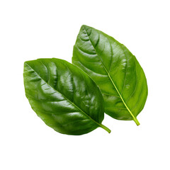 Obraz premium Two vibrant green basil leaves with detailed texture against a stark black background