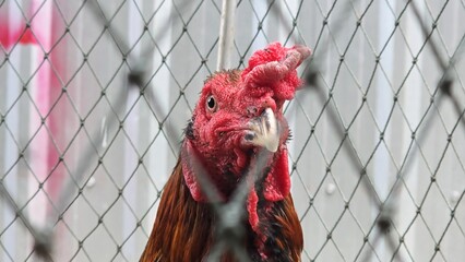 A Thai fighting rooster with a red comb, rough skin, and glossy brown feathers standing in a chicken coop, showing the distinctive features of native Thai game fowl. Close-up of a chicken's face. © Kawee