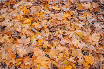 Colorful autumn leaves cover the ground in a peaceful outdoor setting during fall season