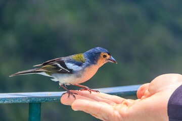 Madeiran chaffinch (Fringilla coelebs maderensis) sitting on human hand at Miradouro dos Balcoes viewpoint in Madeira, Portugal. Bird endemic to the Portuguese island of Madeira