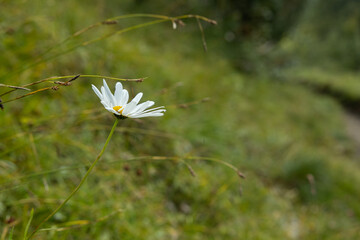 vista macro di un fiore di margherita in un ambiente naturale , su sfondo sfuocato e verde, di giorno, in primavera