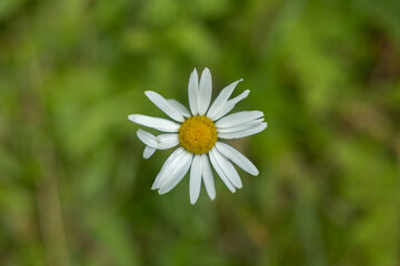 vista macro di un fiore bianco e giallo in primo piano con sfondo sfuocato e di color verde