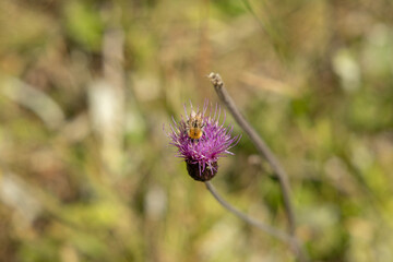 vista macro di un ape su un fiore color viola, di giorno, in un campo in un ambiente naturale