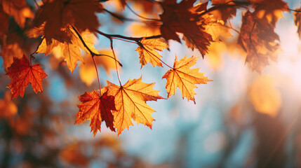close up of autumn leaves
