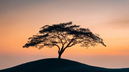 Solitary Tree Silhouette at Sunset Landscape Photography at Golden Hour
