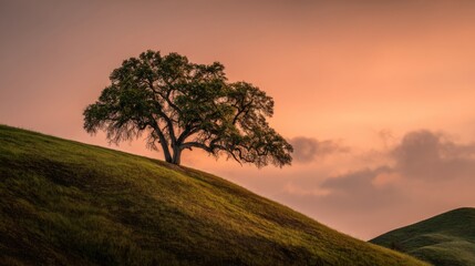 Lone tree on grassy hill during a pastel sunset landscape photography