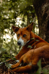 Vertical shot. A close-up portrait of a reddish-brown dog resting and looking alertly in a green, dappled forest. The photo has a deep, warm, moody tone with soft bokeh background
