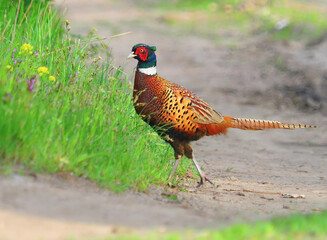 The common pheasant, male bird, in breeding plumage, Phasianus colchicus