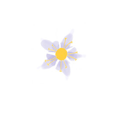 White Cherry Flower Drawing Illustration