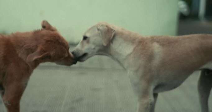 Playful street dogs showing affection and bonding on the roadside in India