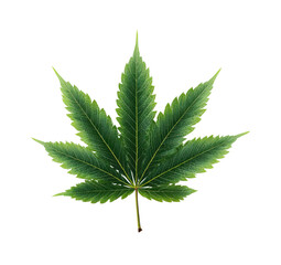 A detailed green maple leaf with serrated edges on a black background