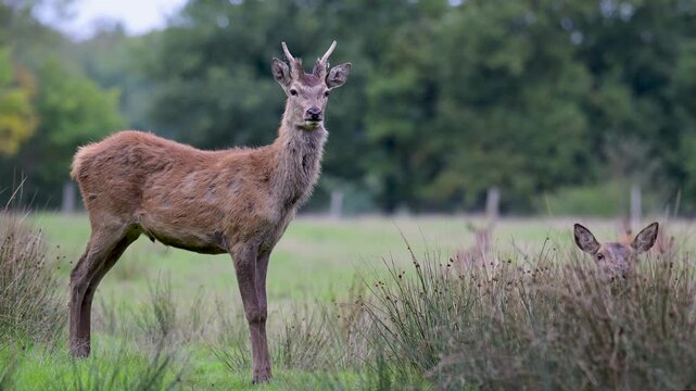 Red deer brocket in molt observing with a hind lying hidden behind a clump of Bog Rush in a plain in a park. Cervus elaphus, Juncus effusus, Sologne, Loiret 45, r&eacute;gion Centre, France, Europe