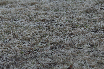 Icy blade textures, Frozen grass surface details, Intricate crystalline edges on icy grass blades detailed 23.05.25 Americka, Kladno, CZ