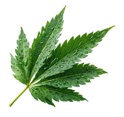 Vibrant green leaf with water droplets against black background