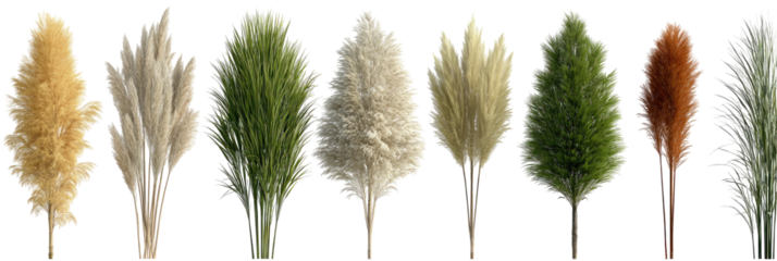 Collection of tall, fluffy ornamental grasses in various natural colors