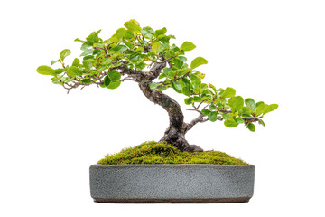 Artfully shaped miniature tree in a rectangular stone pot, vibrant green